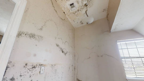 Best Commercial Mold Inspection  in Doctor Phillips, FL