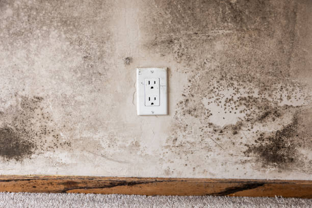 Environmental Consulting for Mold Prevention in Doctor Phillips, FL