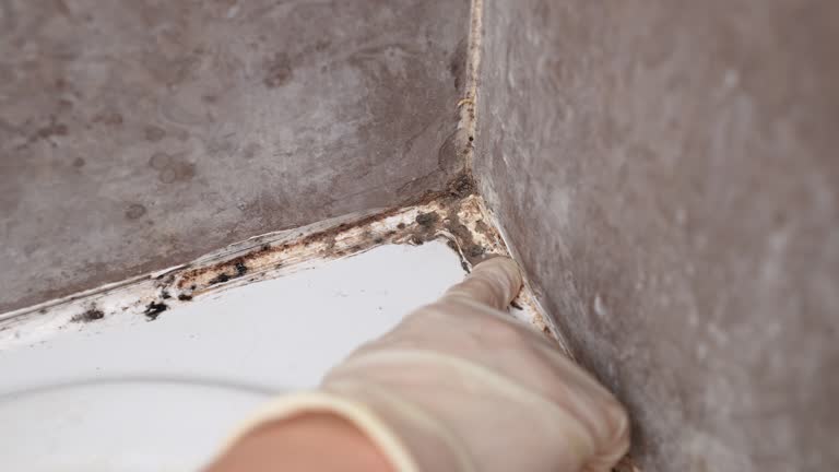 Best Biohazard Mold Removal  in Doctor Phillips, FL